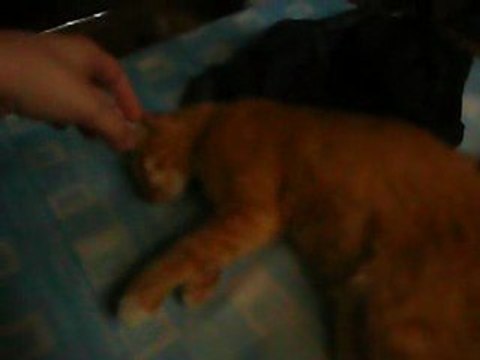 mon chat koïnzell qui fait le mort^^