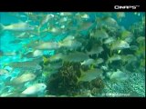 Savoirs Partagés - Pascale CHABANET - Récifs coralliens