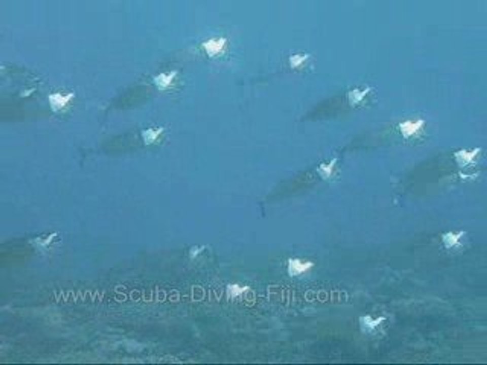 Striped Mackerel  on Great Astrolabe Reef Kadavu, Fiji