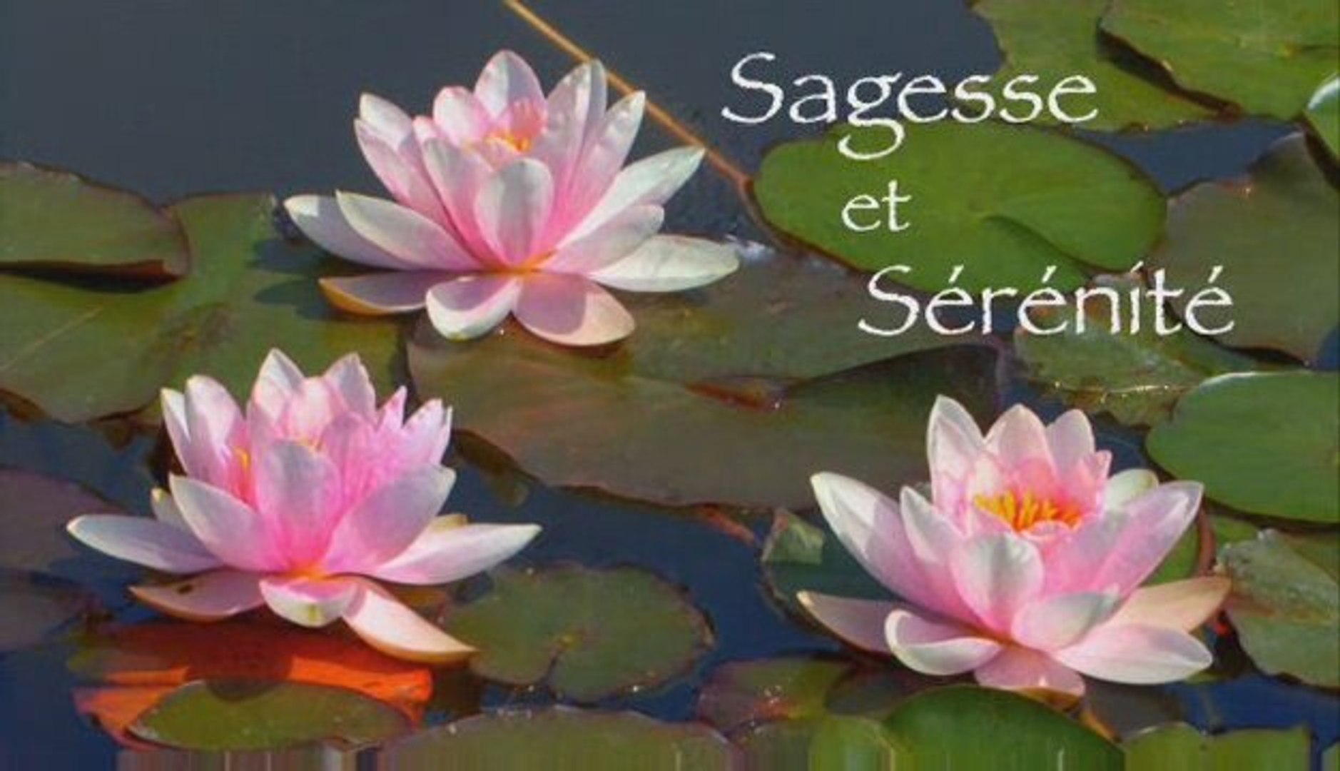 Serenity Tao Video Dailymotion