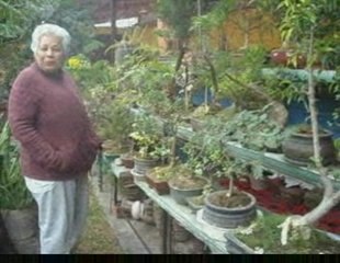 Bonsai Magico - Bunjin - Video 25 - bonsaimagicobunjin.com