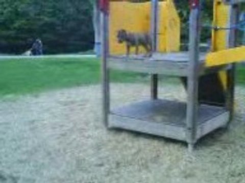 ma chienne qui fait du toboggan