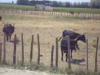 Rencontre avec Bécassine