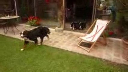 Bouvier Bernois à adopter