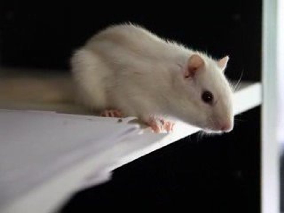 Moug