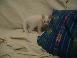 Le petit chaton Copo vol.2