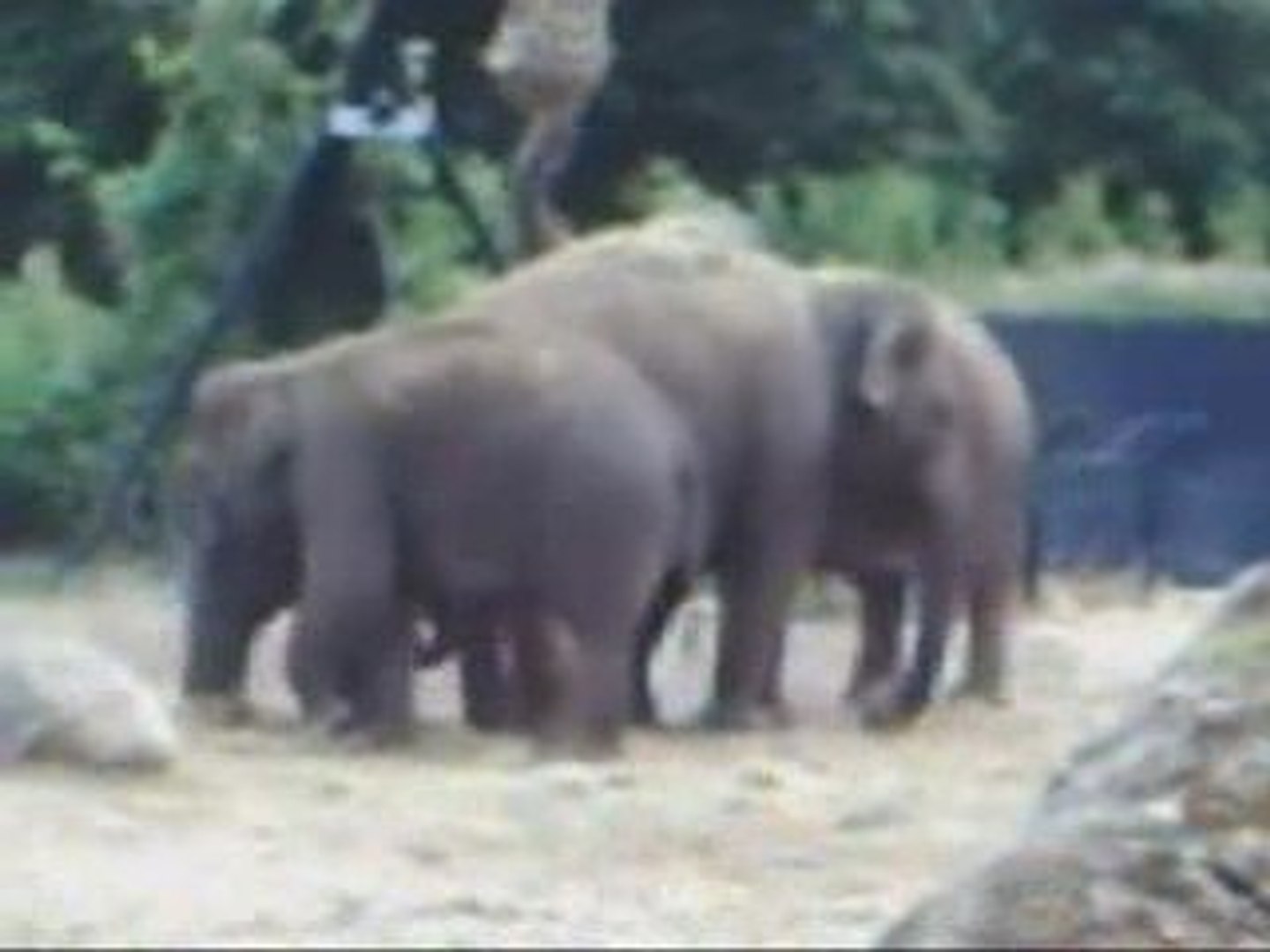 ⁣Dublin Zoo, Phoenix Park- Elephants