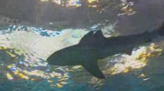 NEW! Sandbar sharks at Georgia Aquarium!