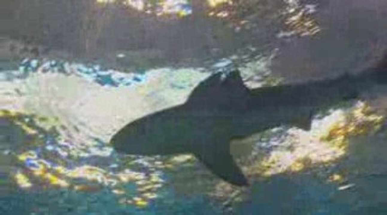 NEW! Sandbar sharks at Georgia Aquarium!