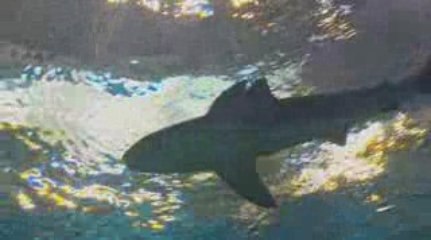 NEW! Sandbar sharks at Georgia Aquarium!