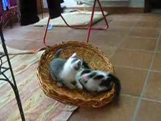 chatons à donner - Namur