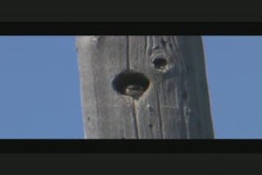 Swallow in Telephone Pole