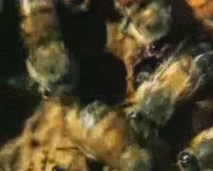 danza delle api 2 la benniale di venezia