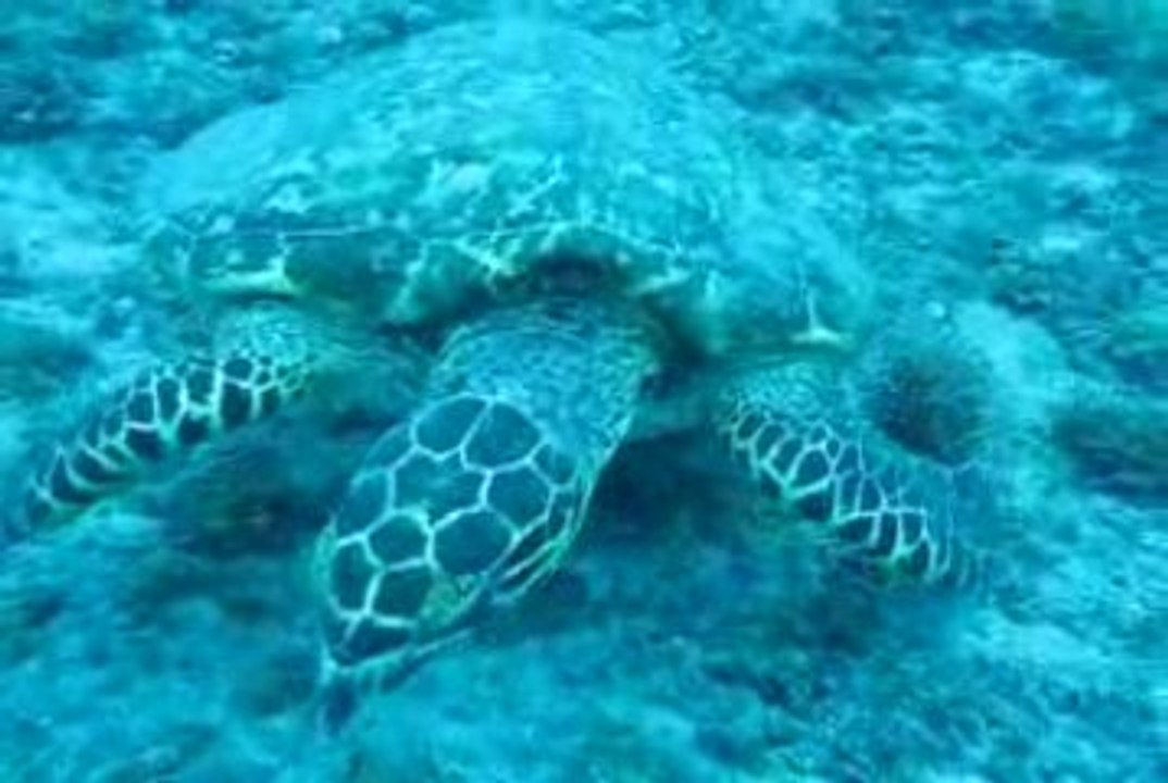 Tortue vue par plongeurs SNSM