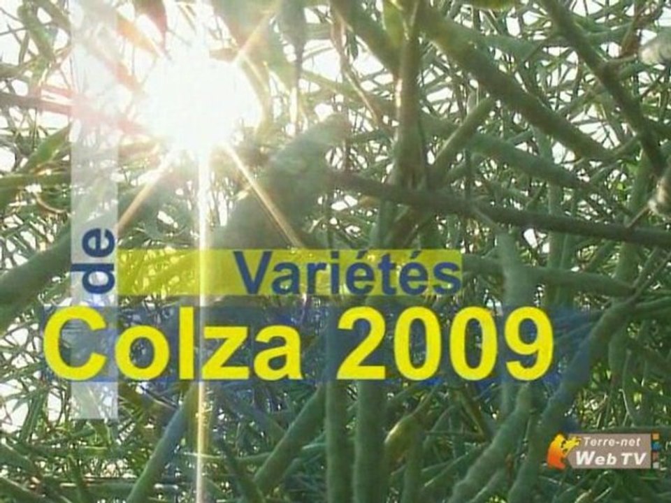 Colza : choix des variétés, que retenir