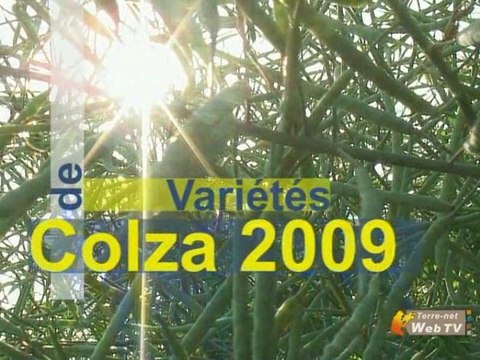 Colza : choix des variétés, que retenir