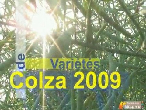 Colza : phoma, alterner les variétes