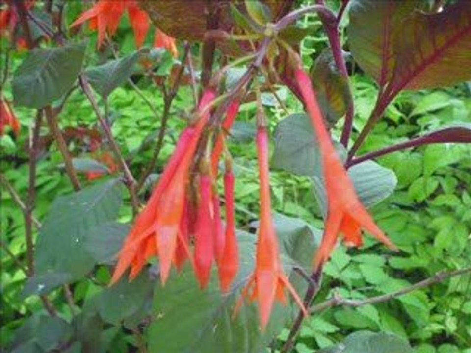 Jardin Botannique de Montréal