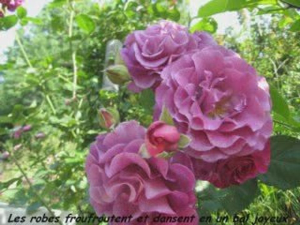 LE TEMPS DES ROSES