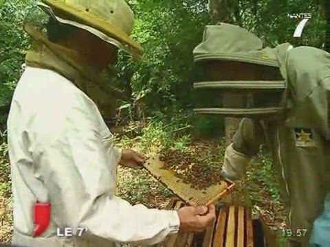 Loire-Atlantique : Surmortalité chez les abeilles