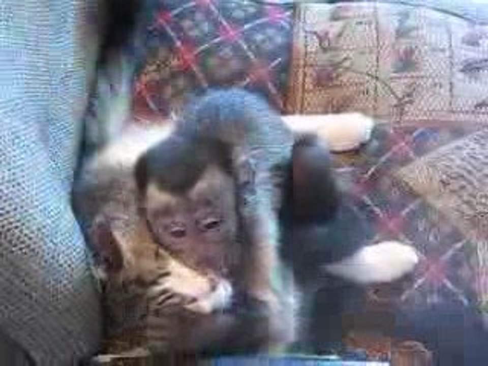 Un singe roule une pelle à un chat