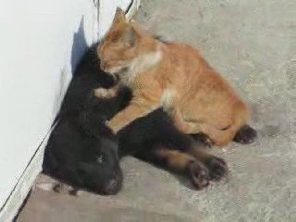 Massage chient chat