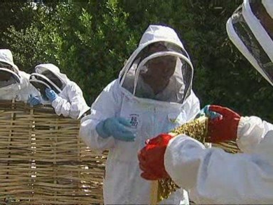 Concern as honeybees disappear from our gardens