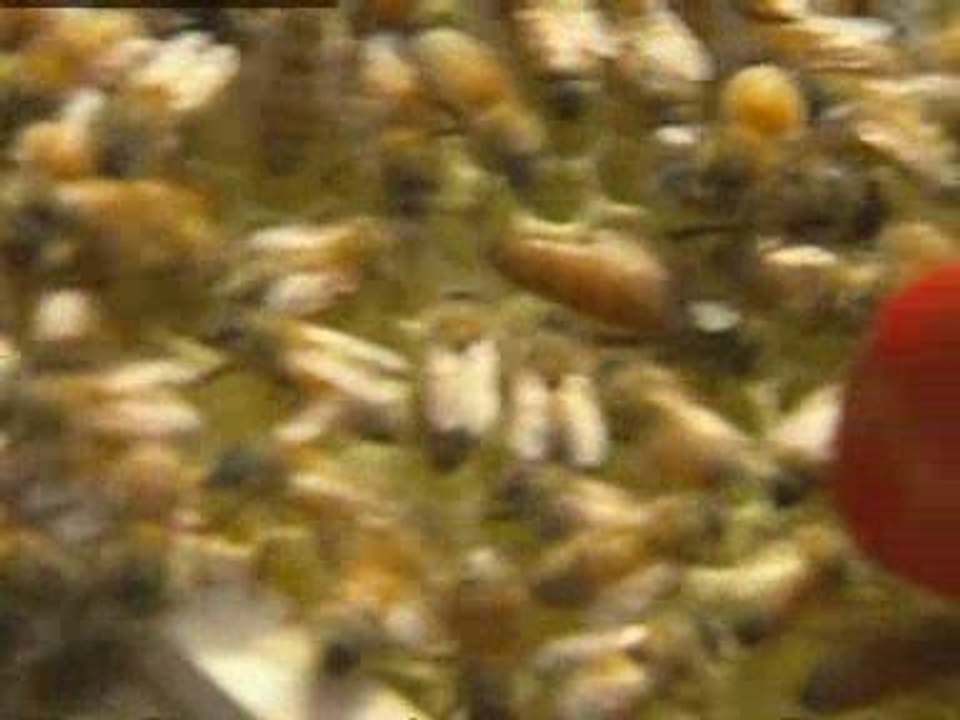Concern as honeybees disappear from our gardens