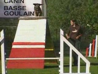 cheyenne miko agility