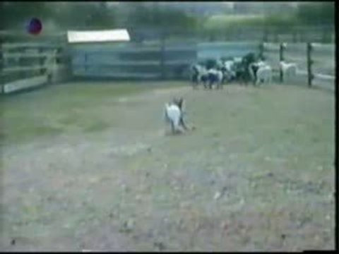 Les 4 fers en l'air !!!