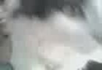 matis il gatto parlante