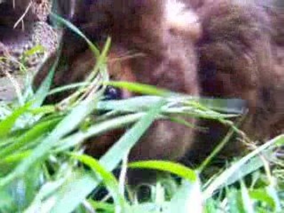 Goldblümchen beim Fressen