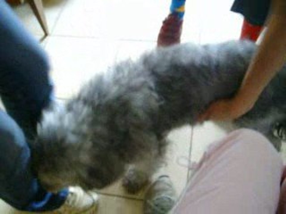 snoopy 1