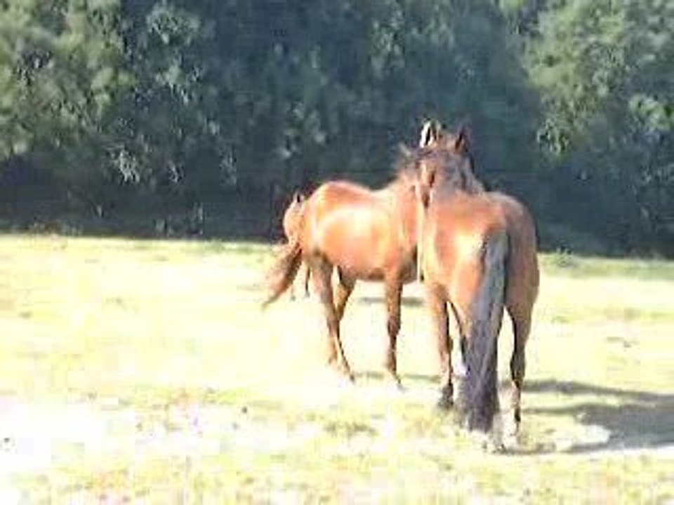Quinfoot 24 juin 2009