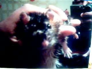 rat _ ma p'tite rate