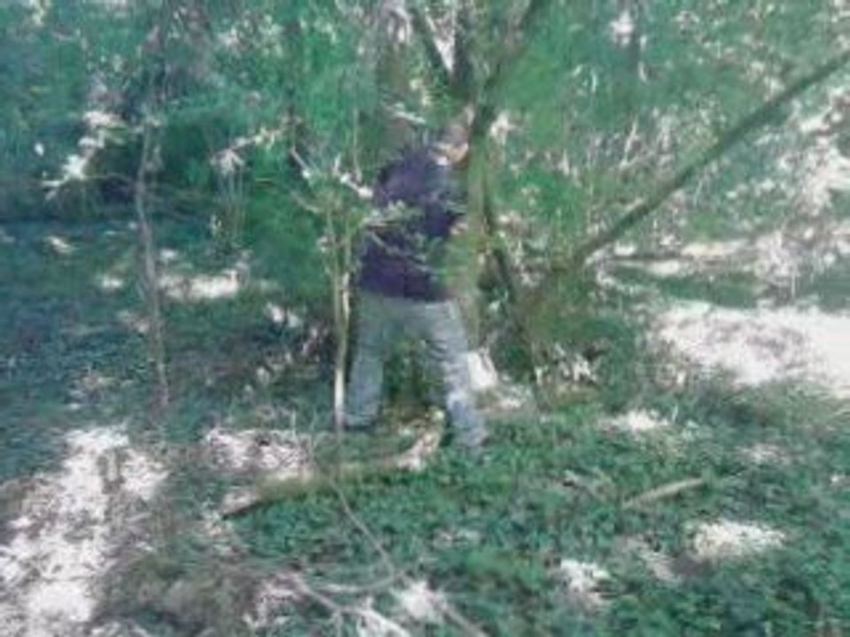 chute d arbre