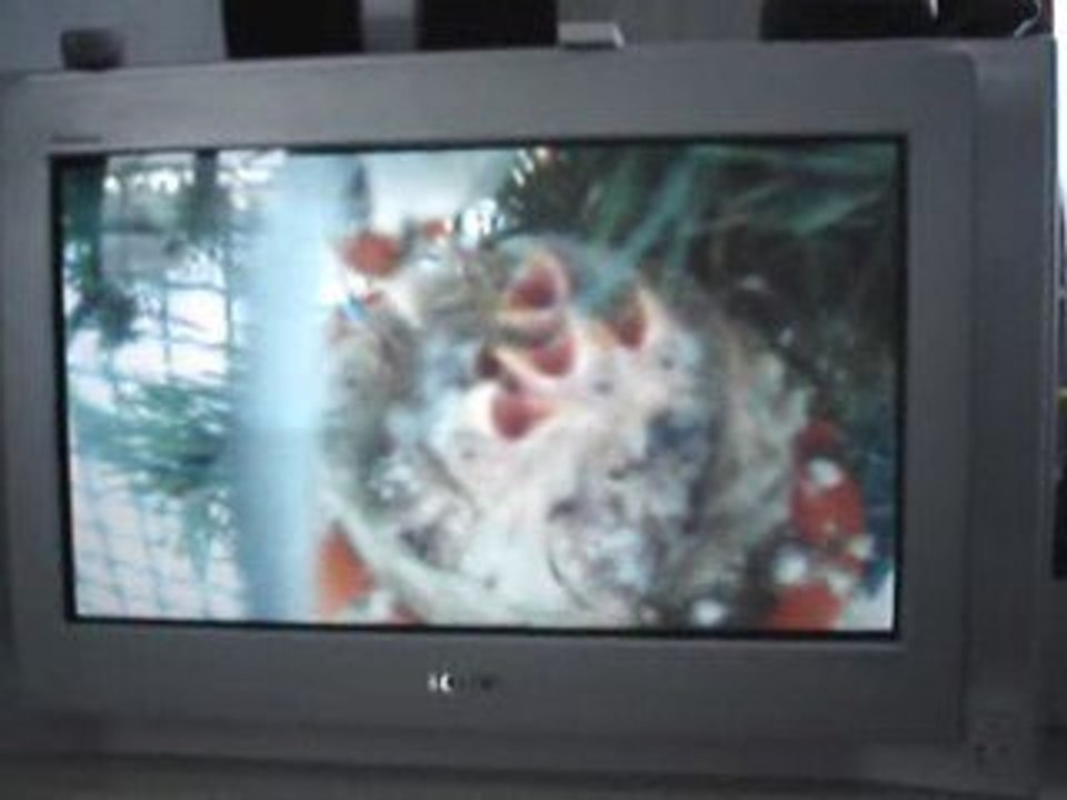 chardonneret " eumo " avec des jeunes au nid