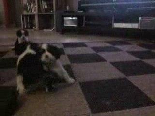 Les chiots de Victoria à 1 mois