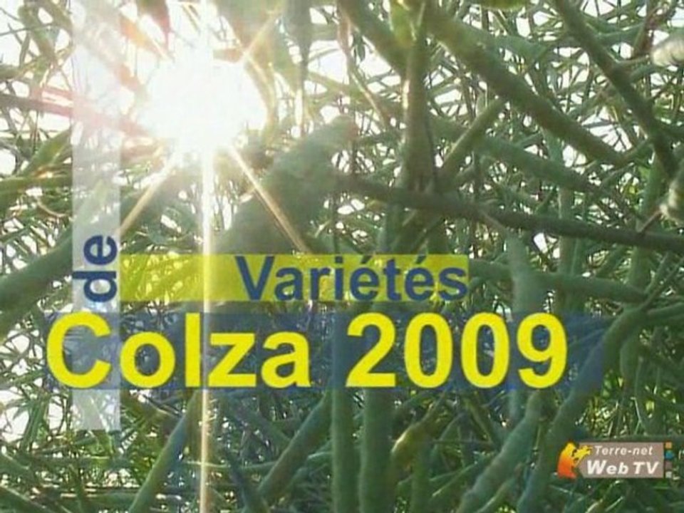 Colza : Pas de génétique sans agronomie