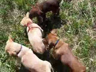 les chiots font les fous