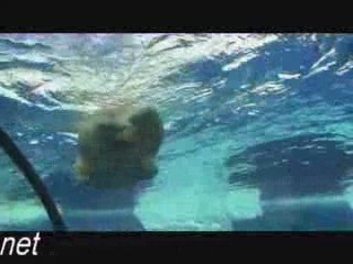 Underwater With Polar Bears At Detroit Zoo