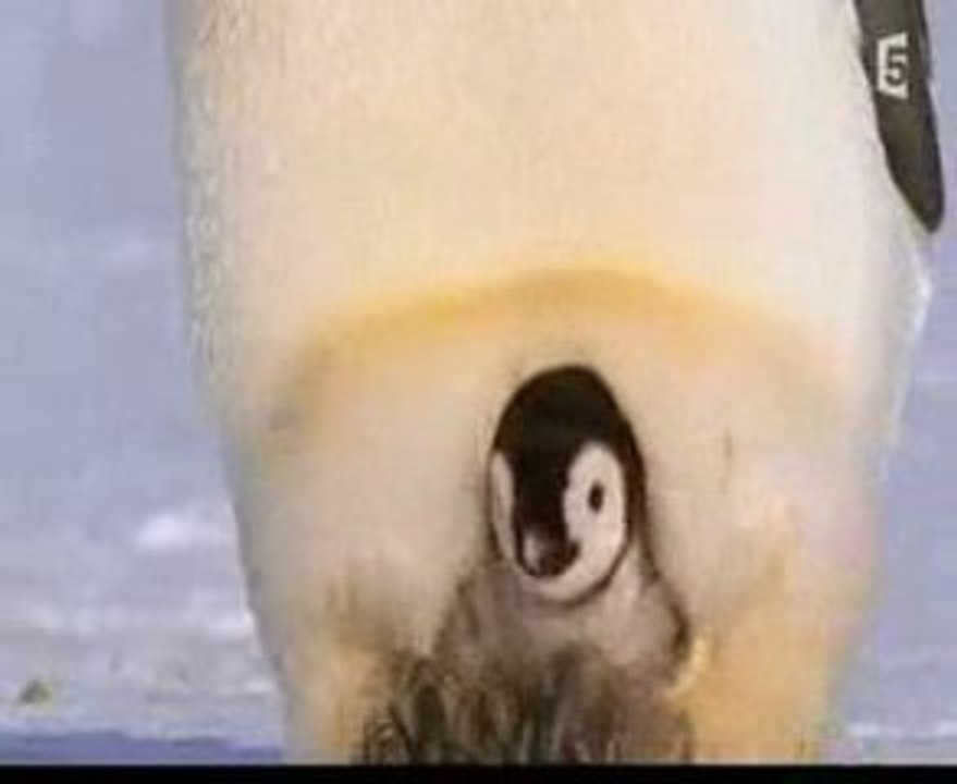 Un bébé manchot empereur bien au chaud