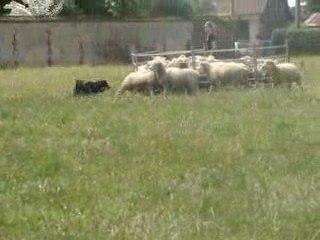 Meela Troupeau - 17 JUIN 2009