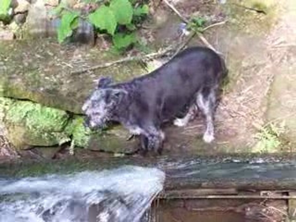 Choupette au ruisseau