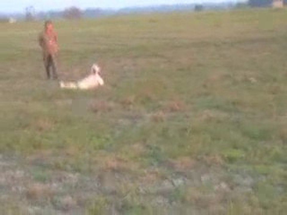 setter inglese