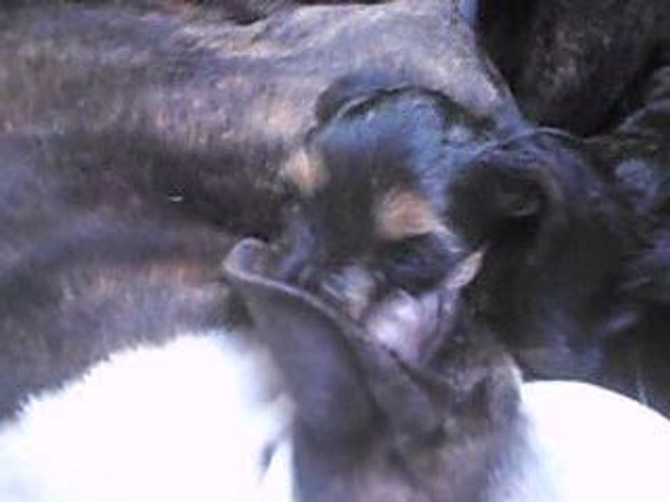 Athena et les choits de bobo suite!!