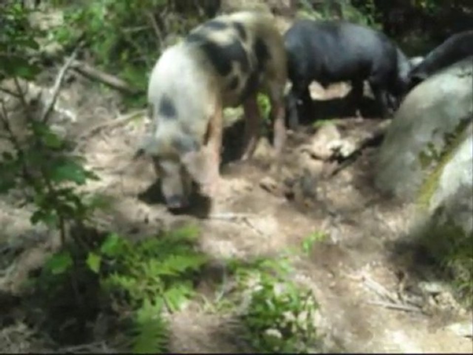 CORSICA_1