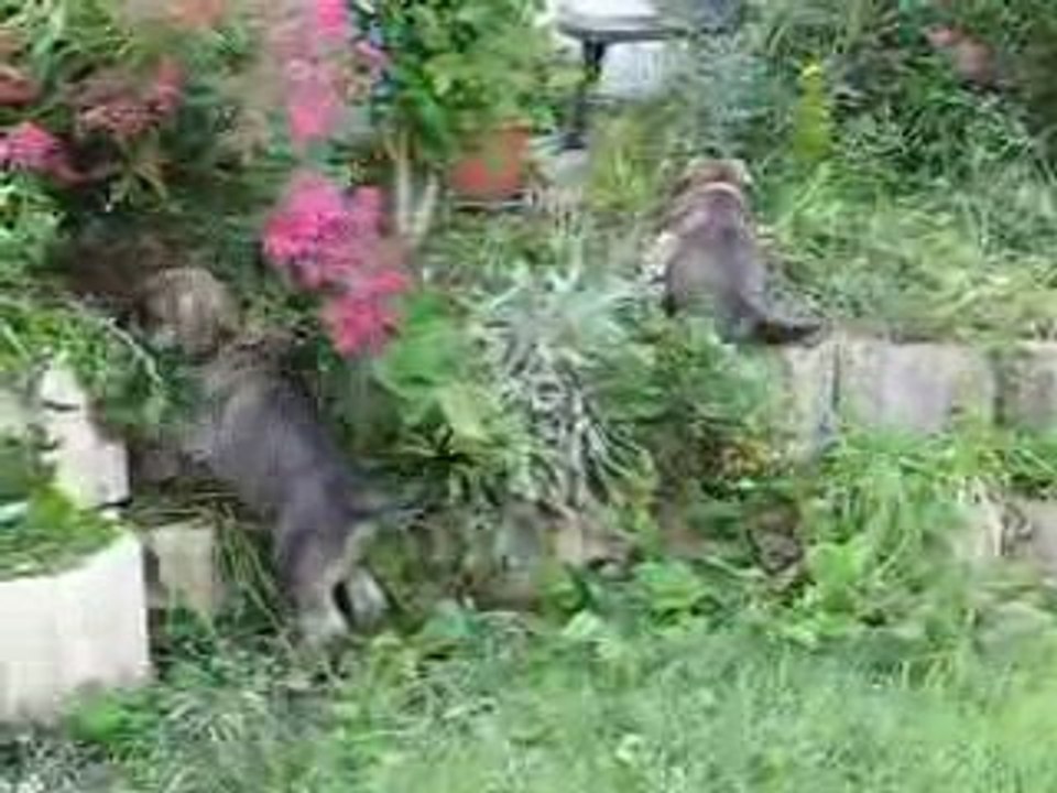 Chiots schnauzer géant à 5 semaines