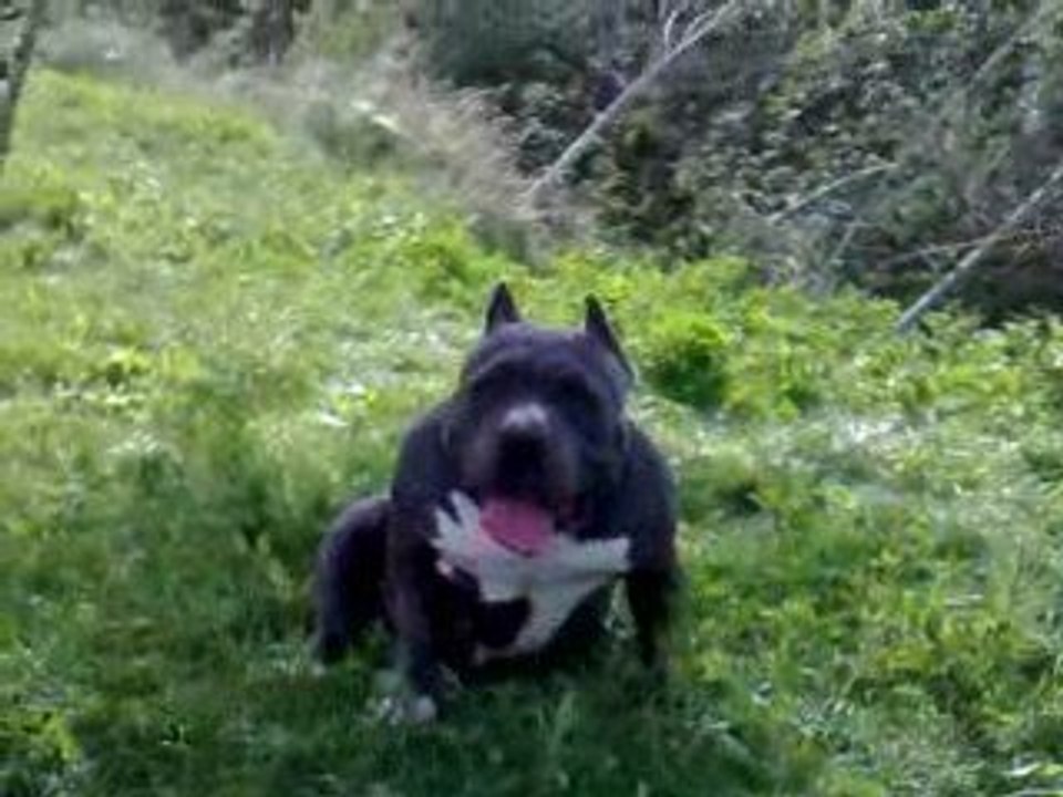 BIGBENBULLIES'S FAT GIRL