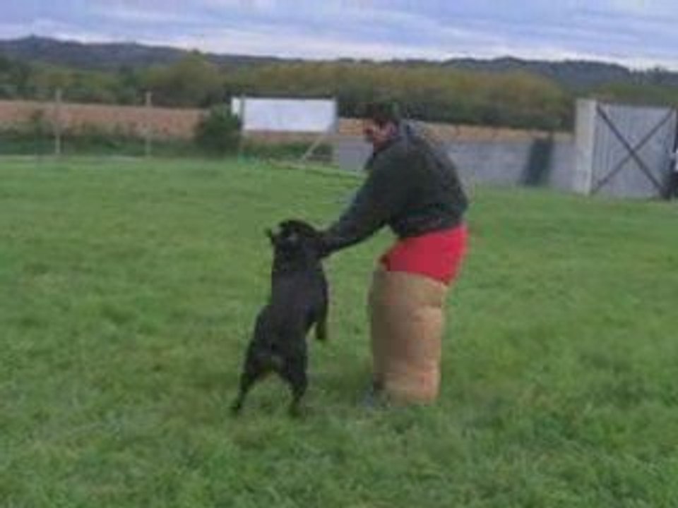 MORDANT SPORTIF rottweiler Déesses-éternelles élev familal